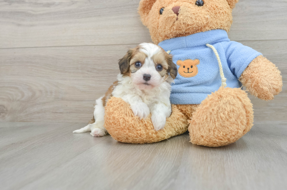 8 week old Cavachon Puppy For Sale - Pilesgrove Pups