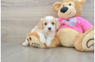 Adorable Cavalier Bichon Designer Puppy