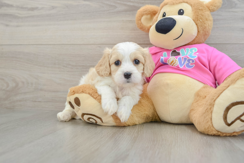 Adorable Cavalier Bichon Designer Puppy