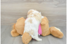 Cavachon Pup Being Cute