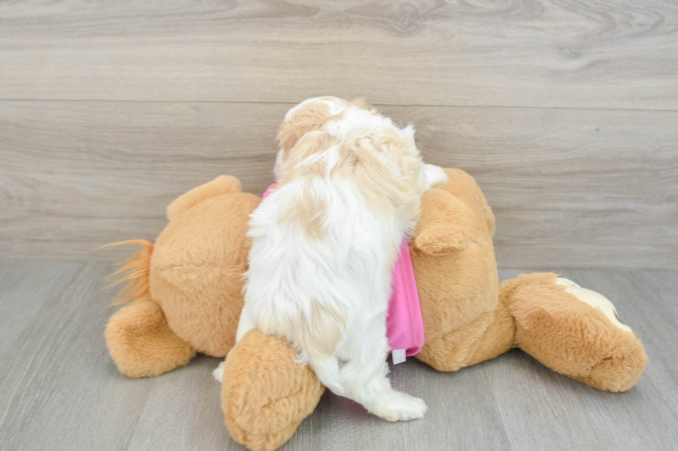Cavachon Pup Being Cute