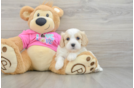 Cavachon Pup Being Cute