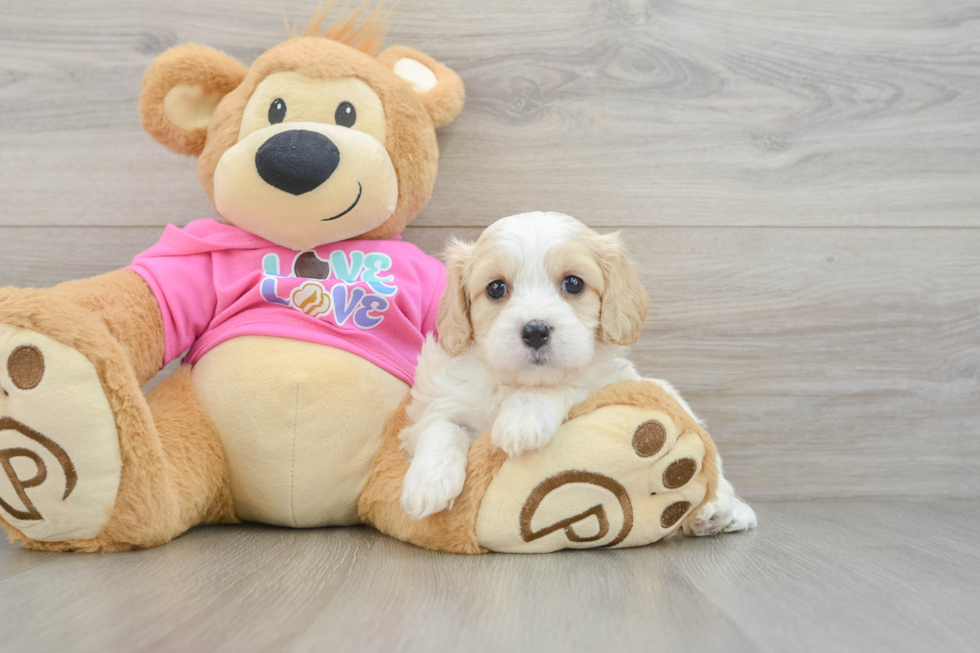 Cavachon Pup Being Cute