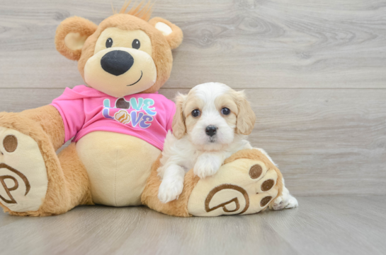Cavachon Pup Being Cute