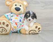 5 week old Cavachon Puppy For Sale - Pilesgrove Pups