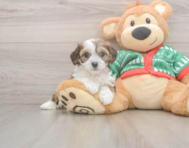 6 week old Cavachon Puppy For Sale - Pilesgrove Pups