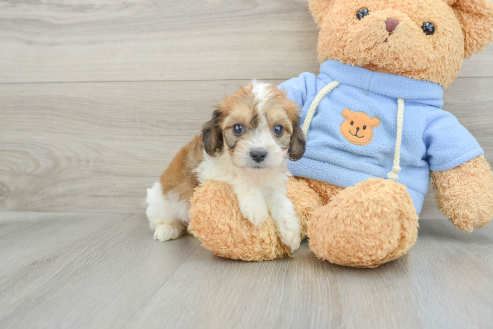 Small Cavachon Baby