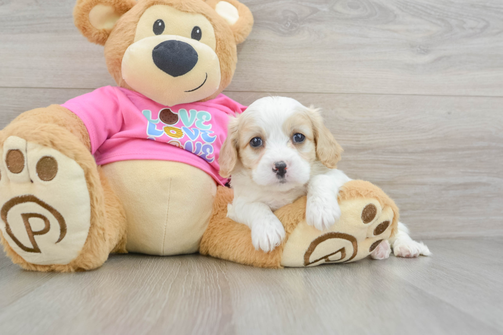 Smart Cavachon Designer Pup