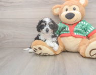 6 week old Cavachon Puppy For Sale - Pilesgrove Pups