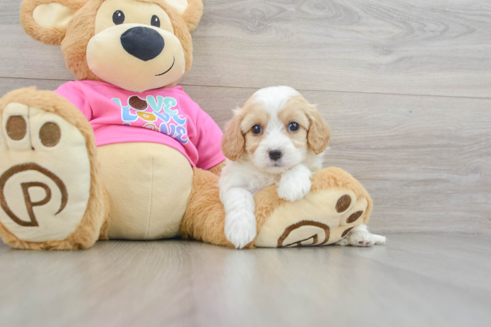 Fluffy Cavachon Designer Pup