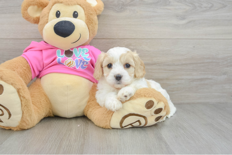 Cavachon Pup Being Cute