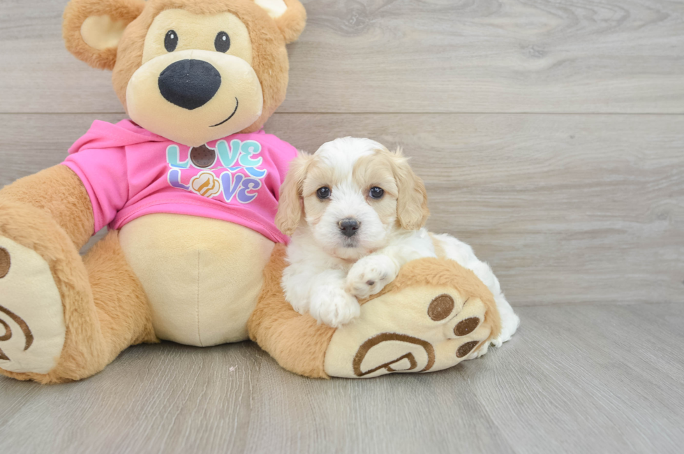 5 week old Cavachon Puppy For Sale - Pilesgrove Pups