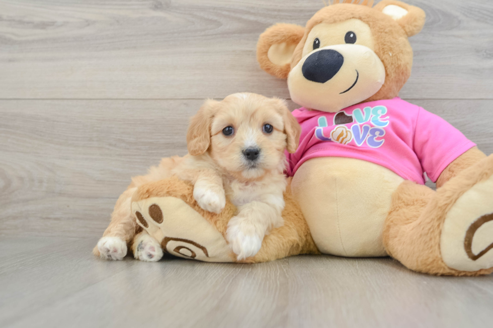 Little Cavalier Bichon Designer Puppy