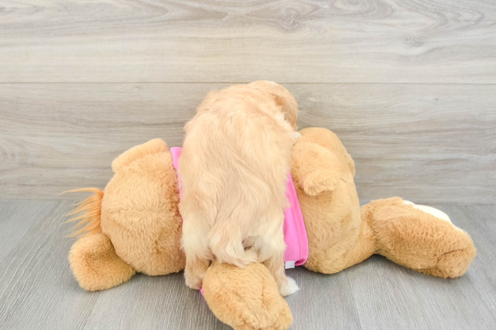 Fluffy Cavachon Designer Pup