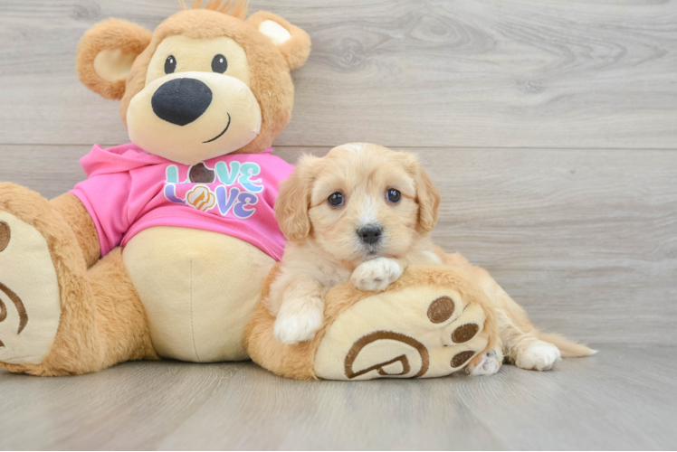 Smart Cavachon Designer Pup