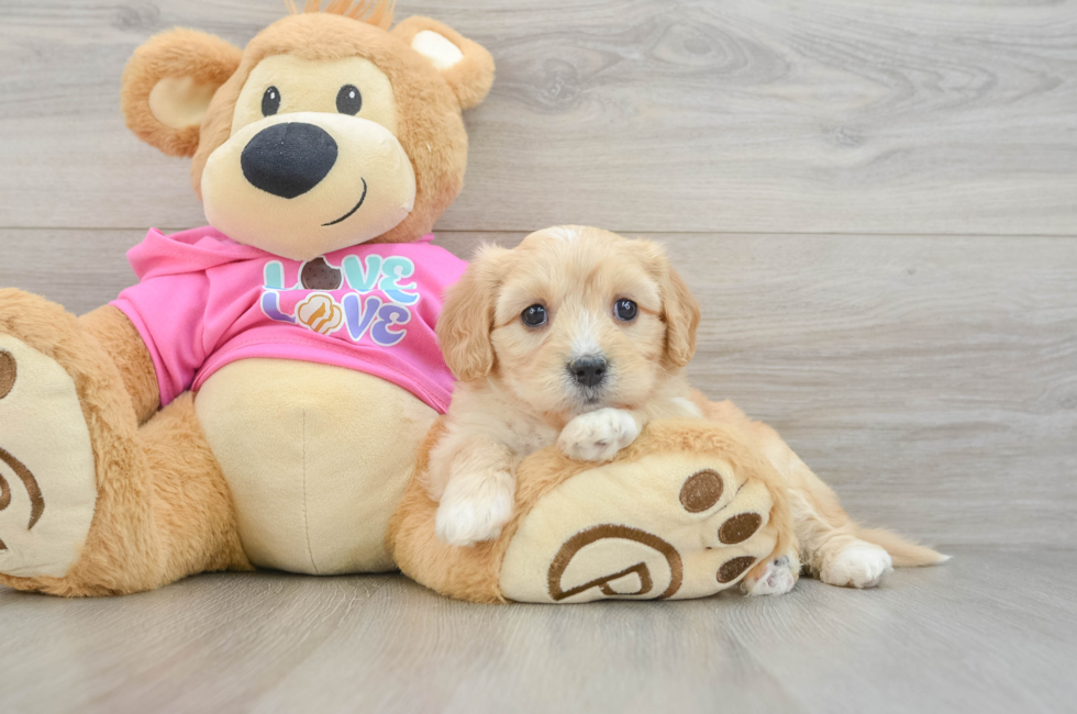 5 week old Cavachon Puppy For Sale - Pilesgrove Pups