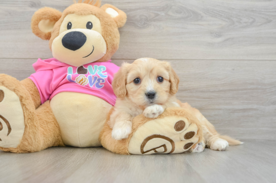 Smart Cavachon Designer Pup