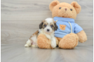 Cavachon Puppy for Adoption