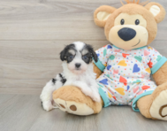 5 week old Cavachon Puppy For Sale - Pilesgrove Pups