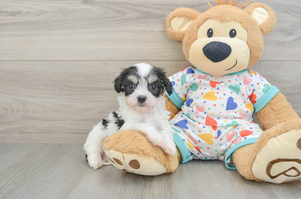 7 week old Cavachon Puppy For Sale - Pilesgrove Pups