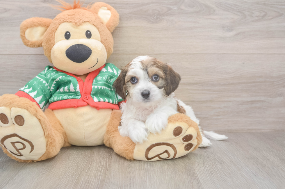 6 week old Cavachon Puppy For Sale - Pilesgrove Pups