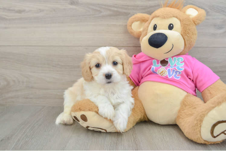 Adorable Cavalier Bichon Designer Puppy