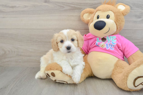 Adorable Cavalier Bichon Designer Puppy