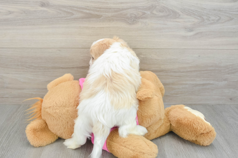 Best Cavachon Baby