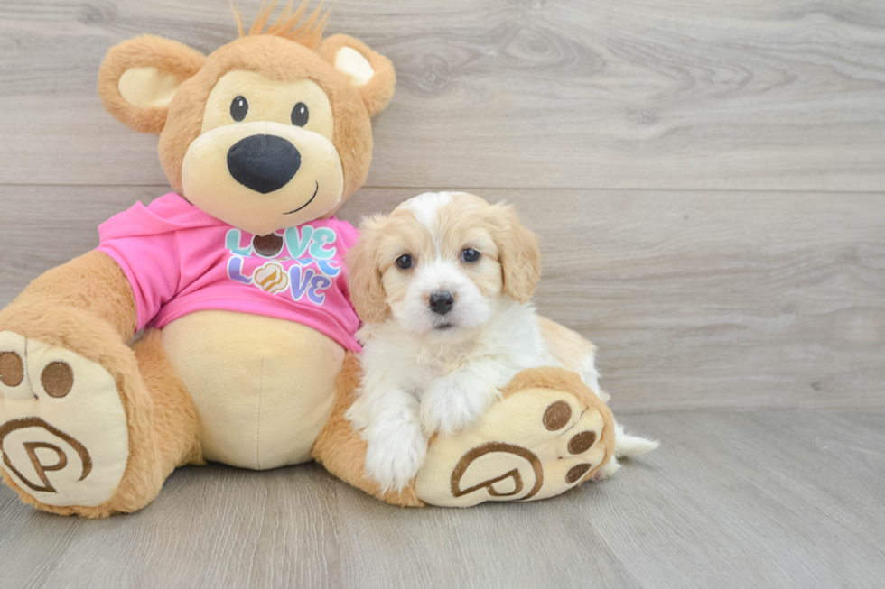 Fluffy Cavachon Designer Pup