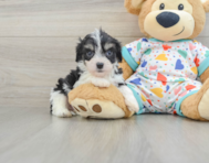 5 week old Cavachon Puppy For Sale - Pilesgrove Pups