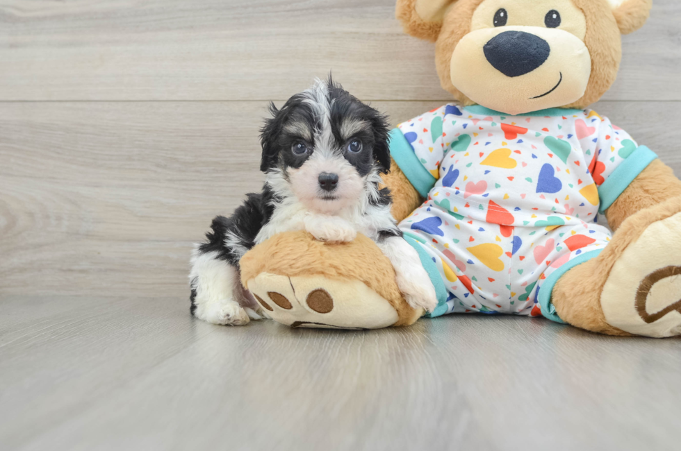 7 week old Cavachon Puppy For Sale - Pilesgrove Pups