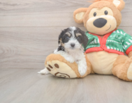 6 week old Cavachon Puppy For Sale - Pilesgrove Pups