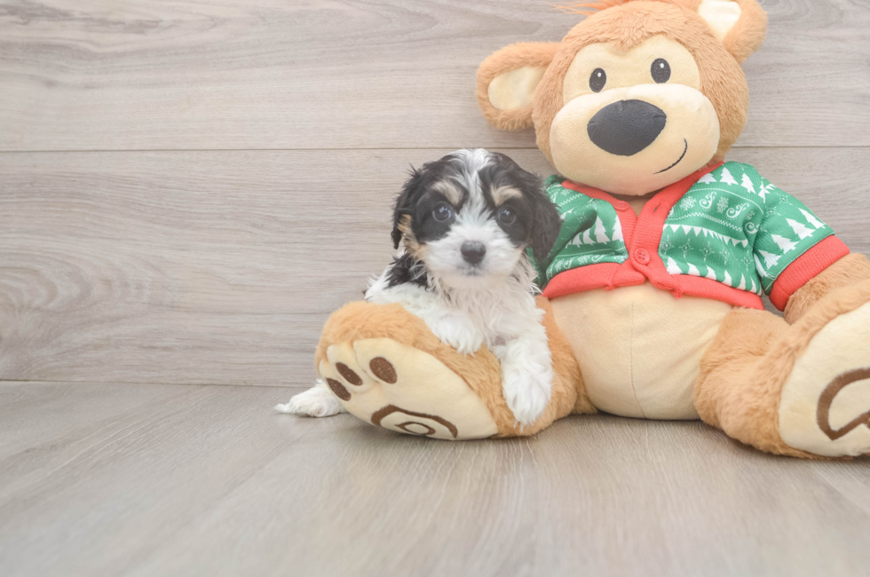 6 week old Cavachon Puppy For Sale - Pilesgrove Pups