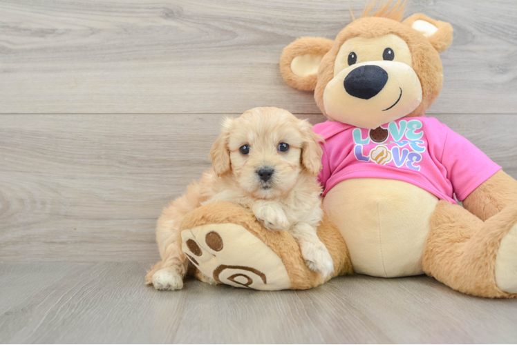 Playful Cavalier Bichon Designer Puppy