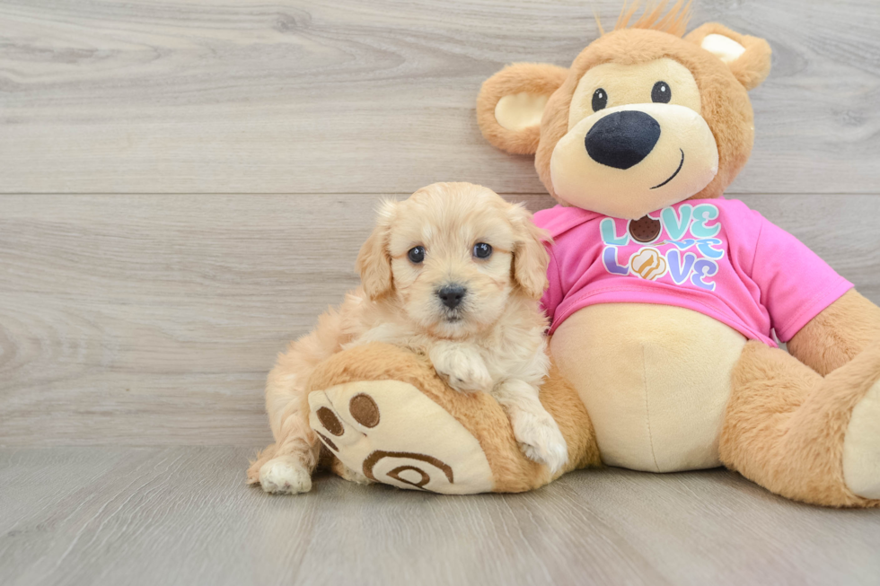 Playful Cavalier Bichon Designer Puppy