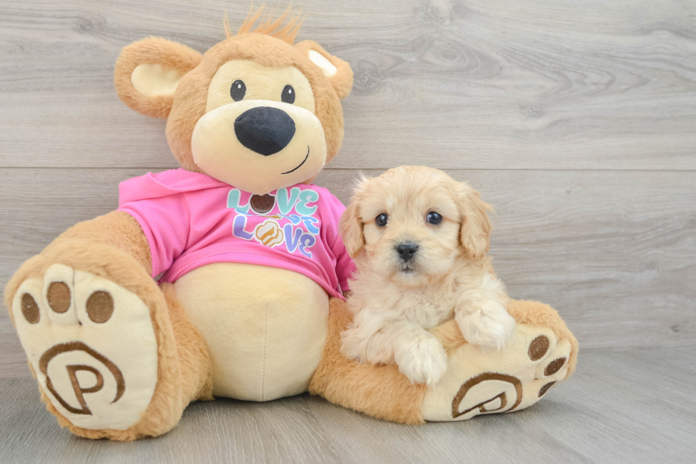 Adorable Cavalier Bichon Designer Puppy