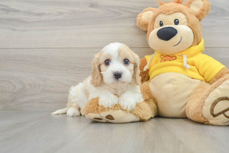 Cavachon Pup Being Cute