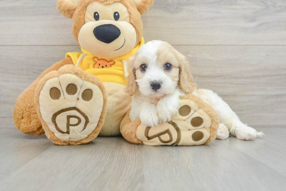 Friendly Cavachon Baby