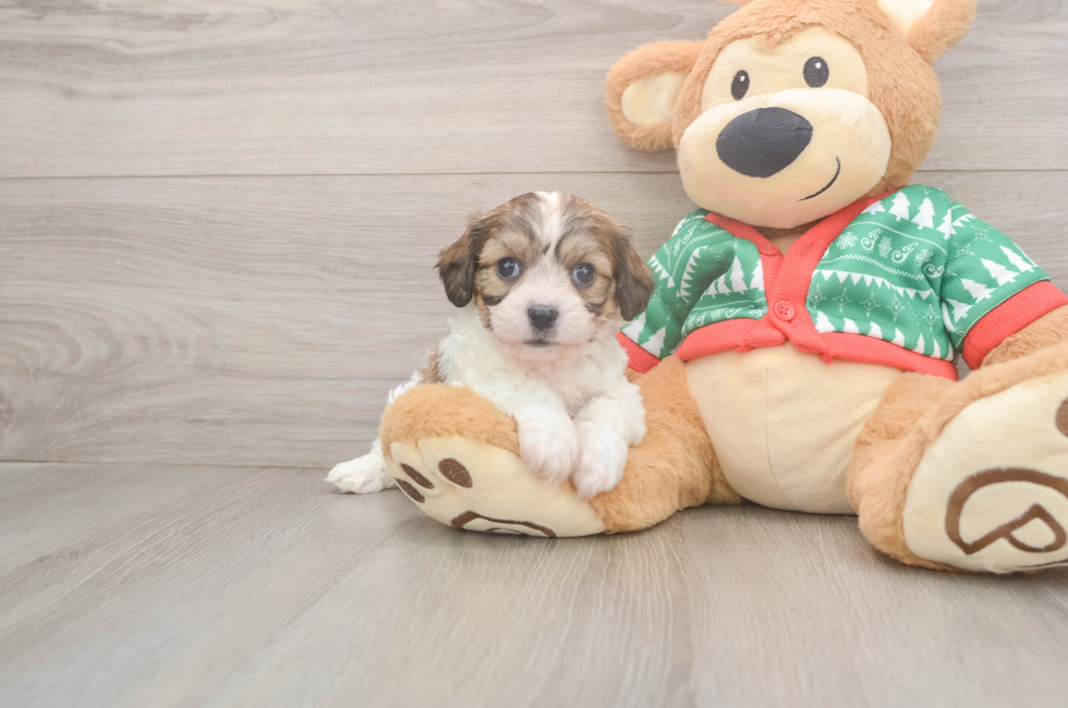 5 week old Cavachon Puppy For Sale - Pilesgrove Pups