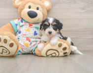 6 week old Cavachon Puppy For Sale - Pilesgrove Pups