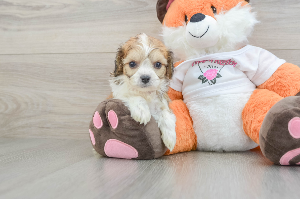 7 week old Cavachon Puppy For Sale - Pilesgrove Pups