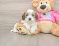5 week old Cavachon Puppy For Sale - Pilesgrove Pups
