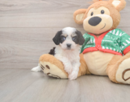 5 week old Cavachon Puppy For Sale - Pilesgrove Pups