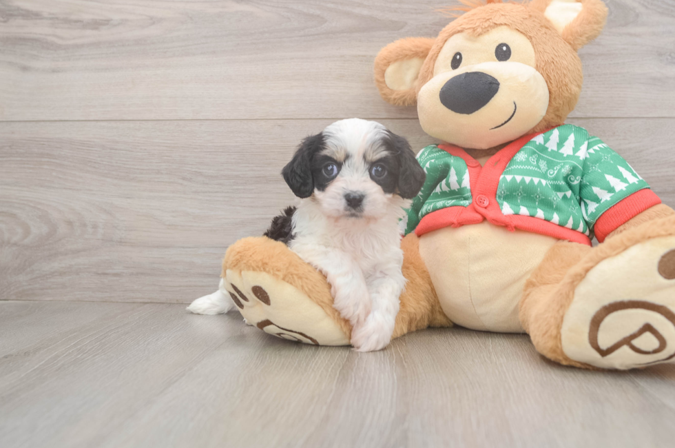 5 week old Cavachon Puppy For Sale - Pilesgrove Pups