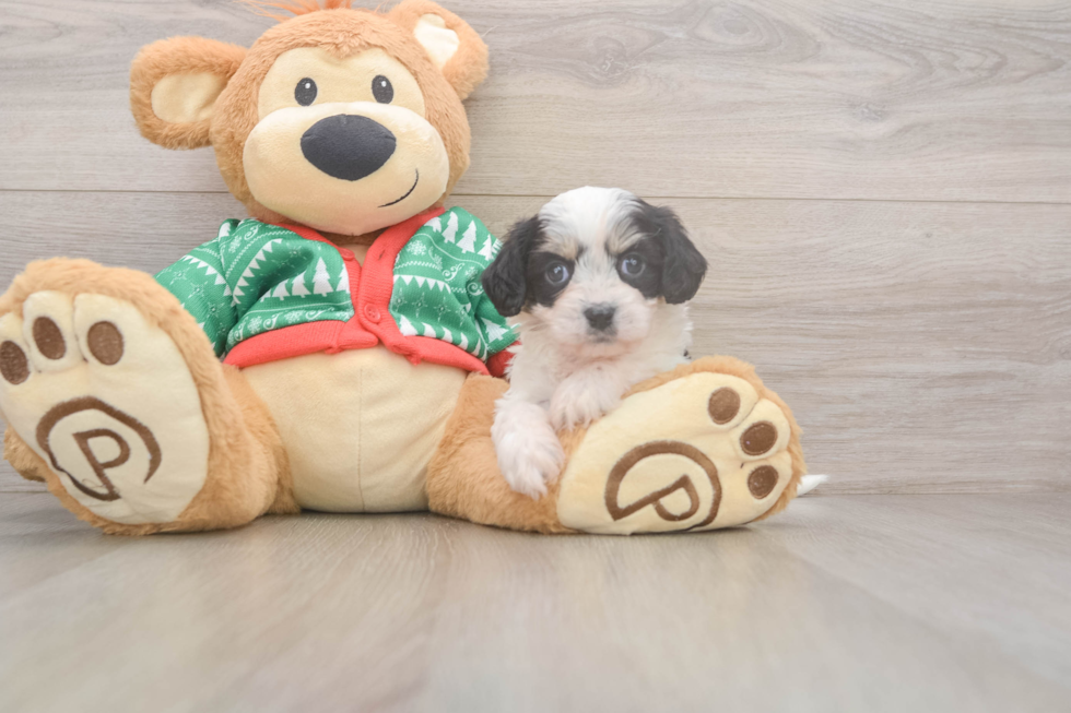 Popular Cavachon Designer Pup