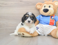 7 week old Cavachon Puppy For Sale - Pilesgrove Pups