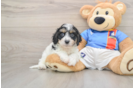 Playful Cavalier Bichon Designer Puppy