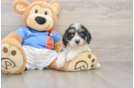 Cavachon Pup Being Cute