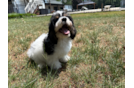 Cute Cavalier Bichon Designer Puppy