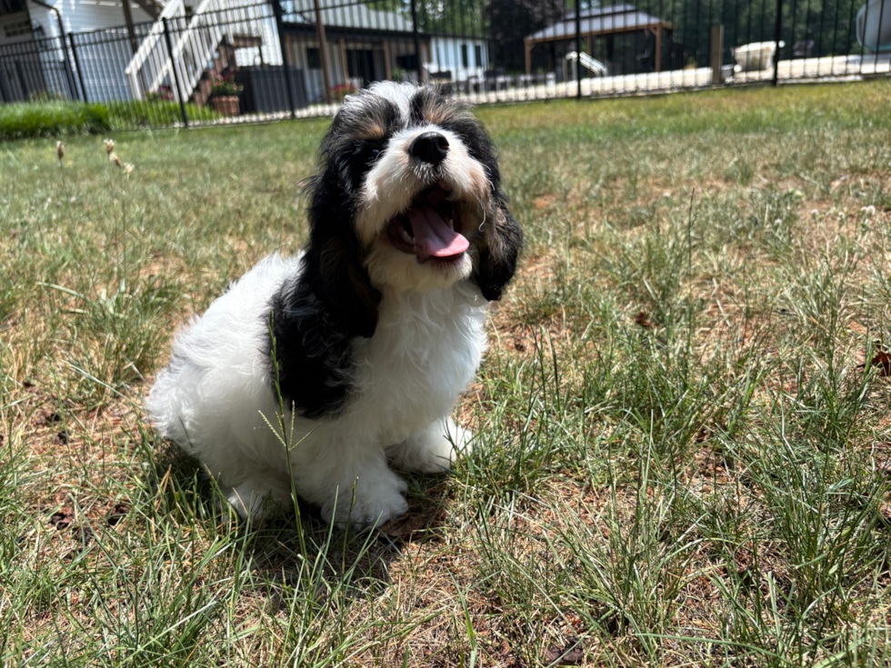 Cute Cavalier Bichon Designer Puppy